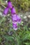 Detail of digitalis purpurea flowers