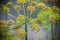 Detail of dill flowers (close-up). blurred background