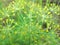 Detail of dill flowers (close-up). blurred background