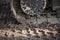 Detail of Dirty Tread of a Digger or Bulldozer