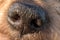 Detail of dog nose and snout, Cute doggie Macro