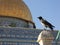 detail of the dome of the rock (temple mount) on the background of a sitting bird (in Israel, Jerusalem)