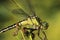 Detail dragonfly sitting on plant