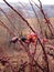 Detail of dried forest fruits on a bush`s leafless thorny branches