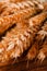 Detail of dried golden wheat with small cobwebs