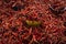 Detail of dried red chili peppers in a market stall at the town of San Juan Chamula