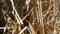 Detail of dried reed stalks on the shore by water. Zoom in.