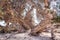 Detail of a dried up cedar  tree trunk ,white sand ,Chrissi island