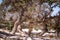 Detail of a dried up cedar  tree trunk ,white sand ,Chrissi island