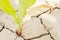 Detail of a dried up soil in a corn field with cracks in the ground and yellow plant