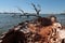 Detail of driftwood dead tree trunk stuck on river bank of large river dam, spring season with clear blue skies.