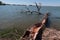 Detail of driftwood dead tree trunk stuck on river bank of large river dam, spring season with clear blue skies.