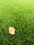 Detail of dry birch fall leaf on plastic grass field on football playground. Artificial grass