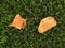 Detail of dry birch fall leaf on plastic grass field on football playground. Artificial grass