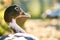 Detail of a duck head. Ducks feed on traditional rural barnyard. Close up of waterbird standing on barn yard. Free range poultry