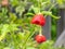Detail of an ecological bishop`s crown chilli Christmas bell, or joker`s hat growing in an orchard with blurred background Caps