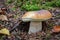 Detail of edible mushroom boletus edulis in autumn forest