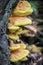 Detail of edible mushroom Laetiporus sulphureus