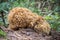 Detail of edible mushroom Sparassis crispa - cauliflower fungus