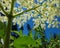 Detail of Elderberry white bloom by blue sky early summer season nature