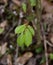 Detail of emerging beech leaves in spring forest.