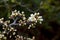 Detail of emerging flowers in spring on a Shohin Blackthorn Bonsai tree