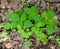 Detail of emerging leaves from pale jewelweed plants in a spring forest.