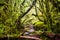 Detail of the enchanted forest in carretera austral, Bosque encantado Chile