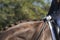 Detail of equine button braids in dressage