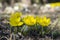 Detail of eranthis hyemalis, early spring flowers in bloom, winter aconite