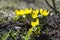 Detail of eranthis hyemalis, early spring flowers in bloom, winter aconite