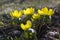 Detail of eranthis hyemalis, early spring flowers in bloom, winter aconite