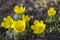 Detail of eranthis hyemalis, early spring flowers in bloom, winter aconite