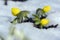 Detail of eranthis hyemalis, early spring flowers in bloom, winter aconite covered with fresh white snow