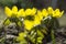 Detail of eranthis hyemalis, early spring flowers in bloom, winter aconite, group of flowering plants