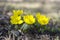 Detail of eranthis hyemalis, early spring flowers in bloom, winter aconite, group of flowering plants