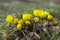 Detail of eranthis hyemalis, early spring flowers in bloom, winter aconite, group of flowering plants