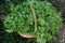 detail of escarole cultivation. basket full of freshly harvested endive in the vegetable garden