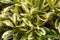 Detail of Euonymus Japonicus variety Sunny Delight, a very cold hardy shrub with variegated green leaves and a cream