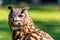 Detail of an Eurasian eagle-owl