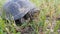 Detail of European pond turtle Emys orbicularis or European pond terrapin in grass, hiding the head in the shell.