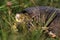 Detail of European pond turtle Emys orbicularis or European pond terrapin in grass, hiding the head in the shell