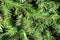 The detail evergreen tree Abies alba