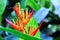 Detail of an exotic heliconia flower