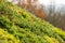 Detail of extensive green living roof covered with vegetation