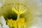 Detail of Extravagance in White and Yellow Cactus Flower Full Frame