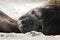 Detail eye portrait Elephant seal, Mirounga leonina. Seal on the sand beach. Elephant seal with peel off skin. Big sea animal in