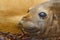 Detail eye portrait Elephant seal, Mirounga leonina. Seal on the sand beach. Elephant seal with peel off skin. Big sea animal in t