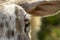 Detail of the eye of sheep animal in the nature.