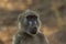 The detail of face of chacma baboon Papio ursinus or cape baboon with brown background